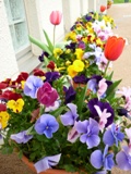 花１０