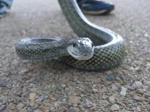 アオダイショウ