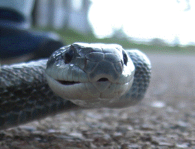 アオダイショウの顔