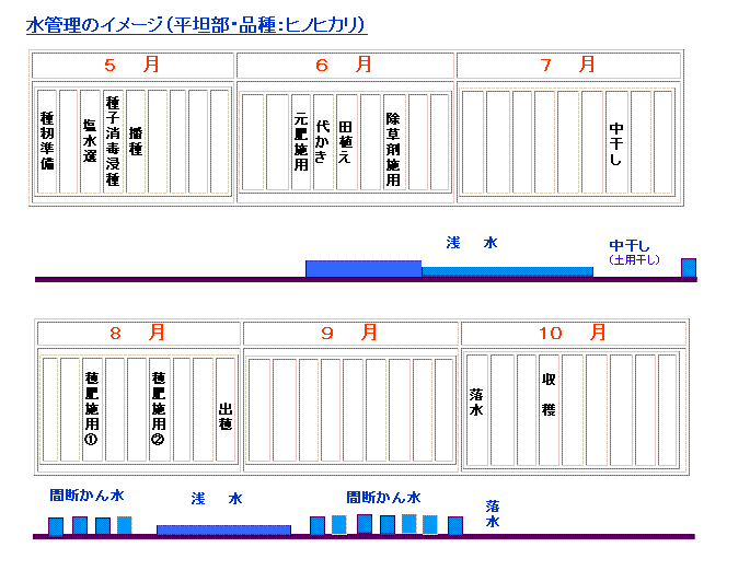 水管理平坦ヒノヒカリ