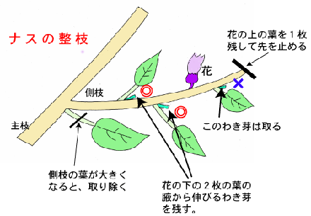 ナスの整枝