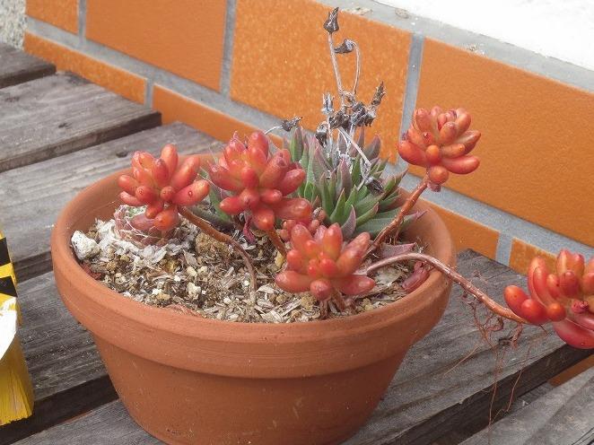 多肉植物の寄せ植え