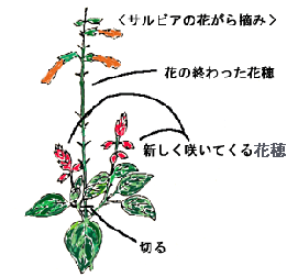 サルビアの花がら摘み