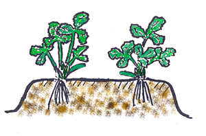 ランナーを内向きに植える