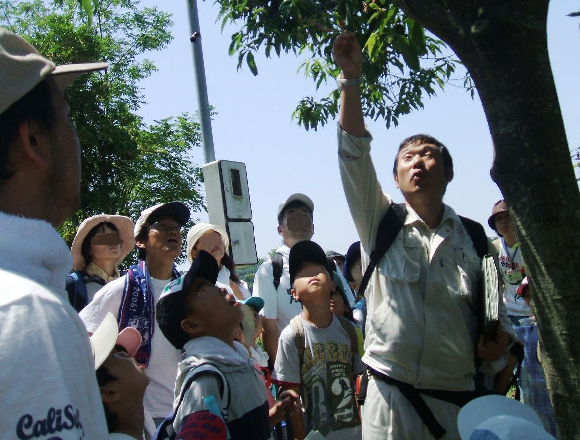 夏の虫観察会