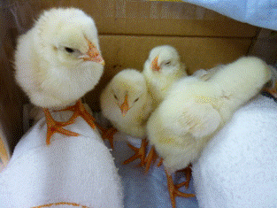 生まれたて