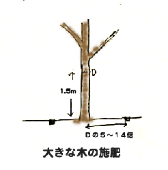 幹の太さに応じて施肥場所を決める