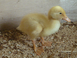 アヒルのヒナです。