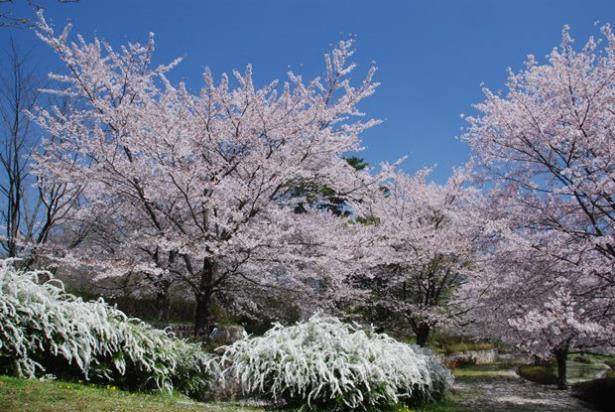 桜とユキヤナギ