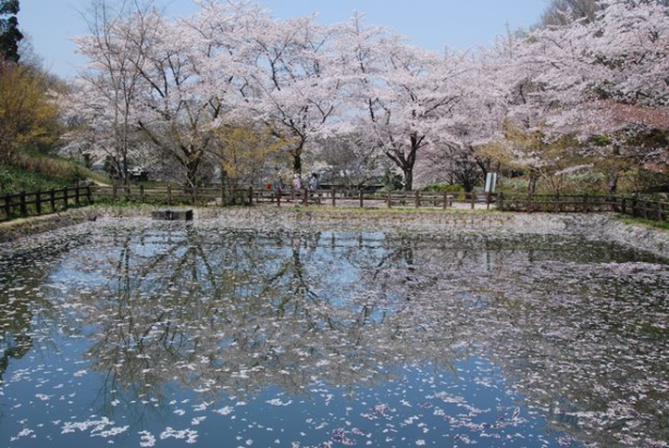 睡蓮の池の桜