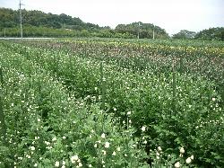 平群の小菊