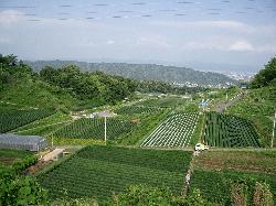 平群の小菊