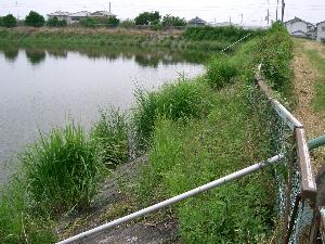 新泉ため池