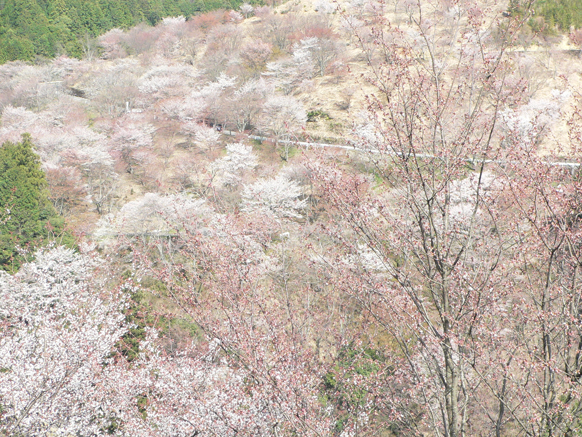 sakura