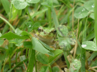 アマガエル