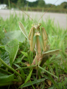 カマキリ