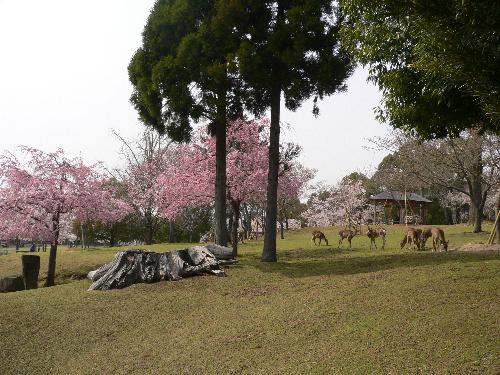 茶山園地2