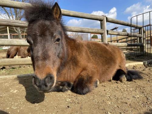 ミニチュアホース