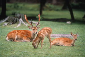 奈良公園鹿