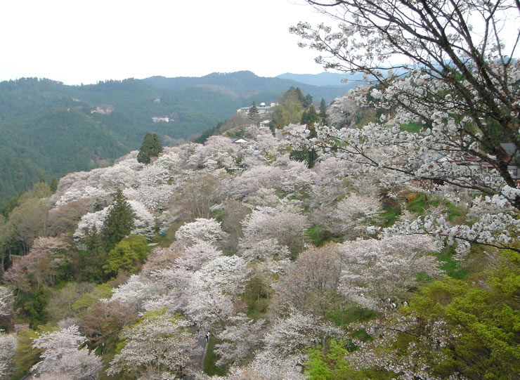 吉野山が眺望できる花矢倉