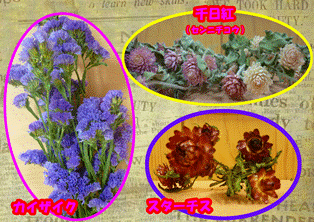 お花紹介