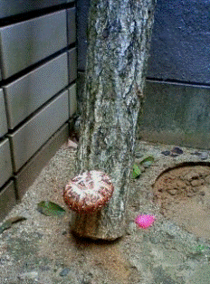 キノコ