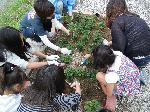 花の植栽４