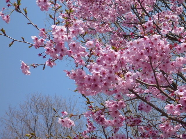 桜の開花状況“陽光（ヨウコウ）”