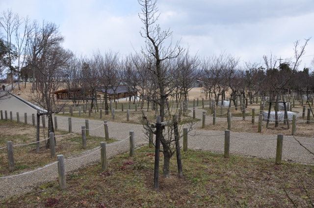 梅林に花芽が多くついている様子（中央東エリア）
