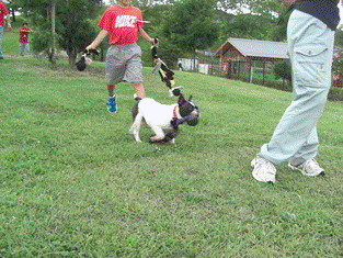 成犬トレーニング2