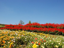 馬見花苑