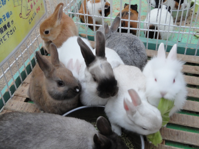 rabbit