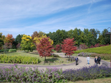 花の道の紅葉