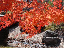 水分広場の紅葉