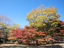 柿の木広場の紅葉