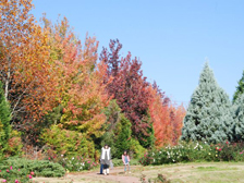 花の道の紅葉