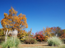 花の道の紅葉