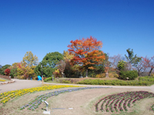 馬見花苑周辺の紅葉