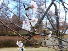 冬に咲く桜