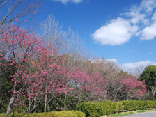 カンヒザクラ（寒緋桜）