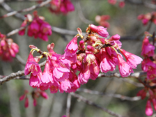 カンヒザクラ（寒緋桜）