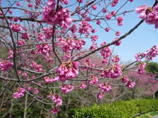 寒緋桜（カンヒザクラ)