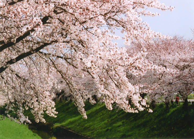 桜並木が眺望できる佐保川・奈良県図書情報館付近