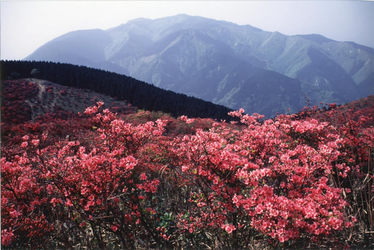 奈良盆地から大阪まで眺望できる葛城山