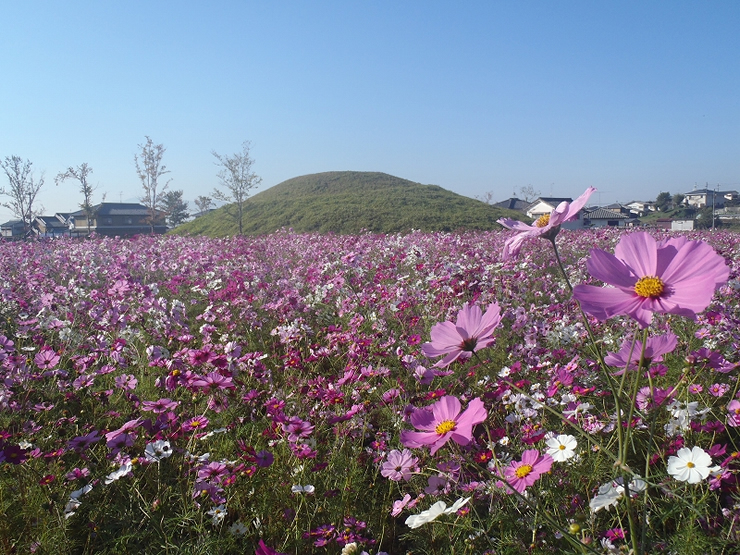 藤ノ木古墳を眺望できる法隆寺周辺