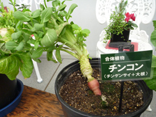 合体植物チンコン