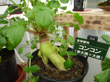 合体植物コンコン