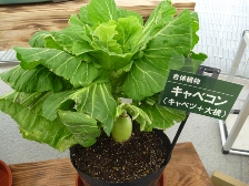 合体植物キャベコン