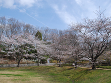 だんだん広場と睡蓮池のソメイヨシノの様子