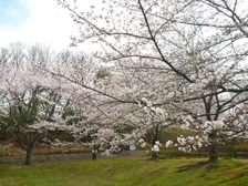 だんだん広場のソメイヨシノ開花の様子